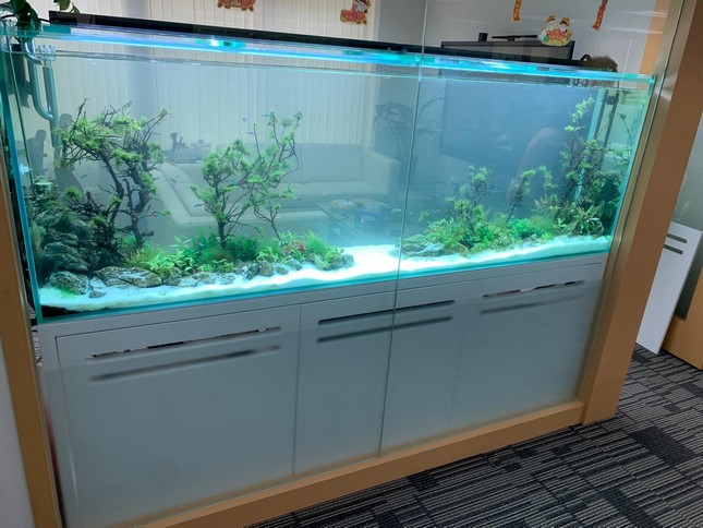 查詢大型魚缸工程服務 - 佳運水族工程