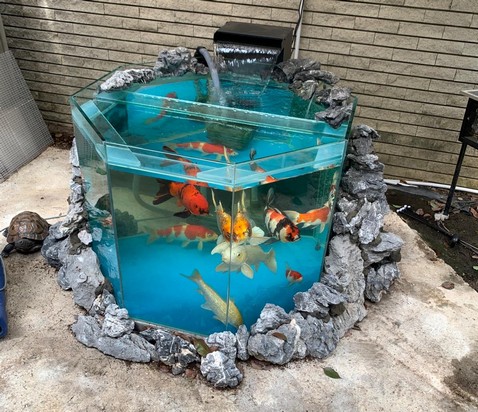 錦鯉魚池工程 - 專業錦鯉池設計建造