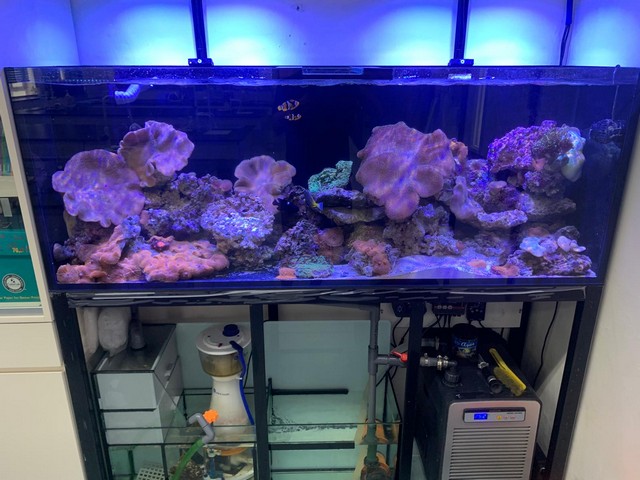 太古城住宅客廳嵌入式魚缸工程案例